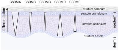 The gasdermins: a pore-forming protein family expressed in the epidermis